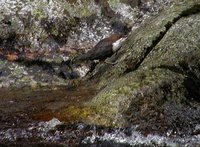 Cinclus cinclus - White-throated Dipper