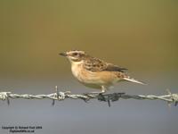 Saxicola rubetra - Whinchat