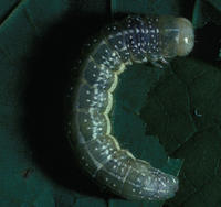 Image of: Lithophane antennata (green fruitworm)