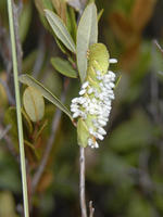 ...Image of: Sphingidae (hawk moths, hornworms, and sphinx moths), Braconidae (braconid wasps and b