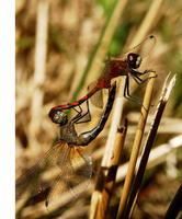 Image of: Sympetrum vicinum