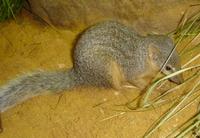 Mungotictis decemlineata - Narrow-striped Mongoose