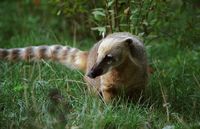 Nasua nasua - South American Coati