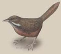 Image of: Atrichornis rufescens (rufous scrub-bird)