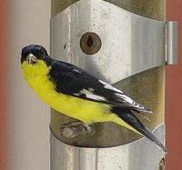Image of: Carduelis psaltria (lesser goldfinch)