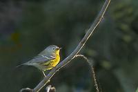 Image of: Dendroica discolor (prairie warbler)