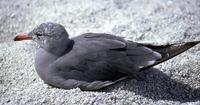 Image of: Larus heermanni (Heermann's gull)