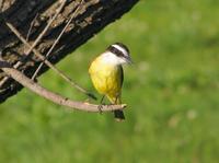 Image of: Pitangus sulphuratus (great kiskadee)