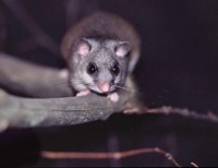 Glis glis - Edible Dormouse