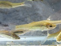 Pseudorasbora parva - Topmouth Gudgeon