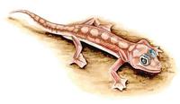 Image of: Palmatogecko rangei (Namib web-footed gecko)