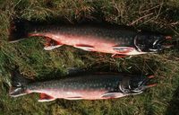 Salvelinus alpinus - Alpine Char