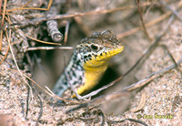 Ophisops elegans - Snake-eyed Lacertid