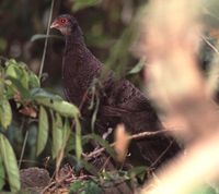 Germain's Peacock Pheasant - Polyplectron germaini