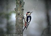 Great Spotted Woodpecker - Dendrocopos major