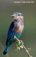 Indian Roller - Coracias benghalensis