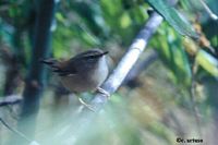 Yellowish-bellied Bush Warbler - Cettia acanthizoides
