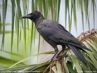 Large-billed Crow - Corvus macrorhynchos