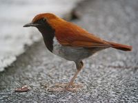 Ryukyu Robin - Erithacus komadori