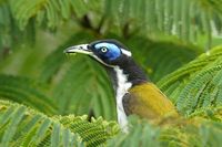 Blue faced Honeyeater