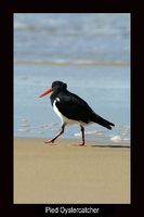 Pied Oystercatcher