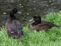 New Zealand Scaup - Aythya novaeseelandiae