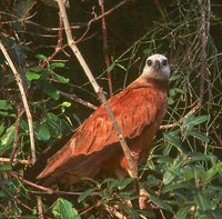 Black-collared Hawk - Busarellus nigricollis