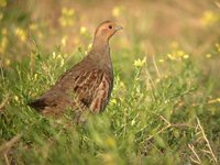 Gray Partridge - Perdix perdix