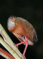 Gray-necked Wood-Rail - Aramides cajanea