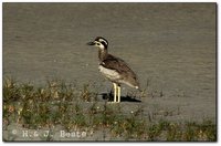 Beach Thick-knee - Burhinus magnirostris