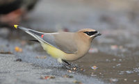 Cedar Waxwing (Bombycilla cedrorum) photo