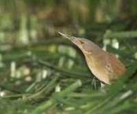 Cinnamon Bittern (Ixobrychus cinnamomeus) photo