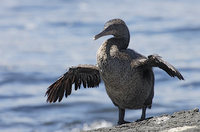 Flightless Cormorant (Phalacrocorax harrisi) photo