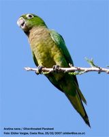 Olive-throated Parakeet - Aratinga nana