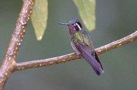 Purple-throated Mountain-gem - Lampornis calolaema