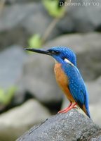 Blue-eared Kingfisher - Alcedo meninting