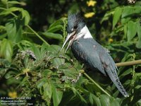 Ringed Kingfisher - Ceryle torquatus