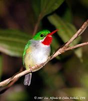 Puerto Rican Tody - Todus mexicanus