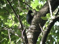 Guadeloupe Woodpecker - Melanerpes herminieri