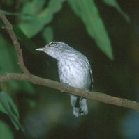 Large-billed Antwren - Herpsilochmus longirostris