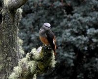 Red-rumped Bush-Tyrant - Cnemarchus erythropygius