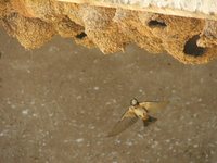 South African Swallow - Petrochelidon spilodera