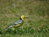 Citrine Wagtail - Motacilla citreola