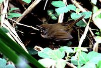 Sunda Bush-Warbler - Cettia vulcania