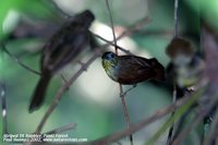 Striped Tit-Babbler - Macronous gularis