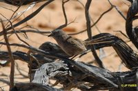 Thick-billed Grasswren - Amytornis textilis