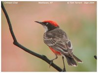 Crimson Chat - Epthianura tricolor