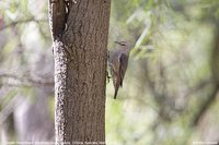 Brown Treecreeper - Climacteris picumnus