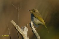 Brown Honeyeater - Lichmera indistincta