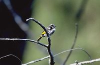 New Holland Honeyeater - Phylidonyris novaehollandiae